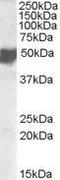 CXADR Like Membrane Protein antibody, GTX47579, GeneTex, Western Blot image 