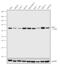 Raf-1 Proto-Oncogene, Serine/Threonine Kinase antibody, 711198, Invitrogen Antibodies, Western Blot image 