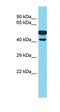 Acyl-CoA Oxidase Like antibody, orb326699, Biorbyt, Western Blot image 