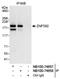 Zinc Finger Protein 592 antibody, NB100-74658, Novus Biologicals, Western Blot image 