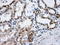 ATP Synthase F1 Subunit Beta antibody, LS-C114908, Lifespan Biosciences, Immunohistochemistry frozen image 