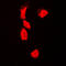 p53 antibody, LS-C353065, Lifespan Biosciences, Immunofluorescence image 