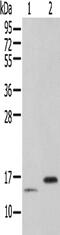 Peptidylprolyl Cis/Trans Isomerase, NIMA-Interacting 4 antibody, PA5-51206, Invitrogen Antibodies, Western Blot image 