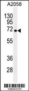 GRB2 Associated Binding Protein Family Member 4 antibody, 55-889, ProSci, Western Blot image 