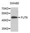 Fucosyltransferase 9 antibody, MBS129156, MyBioSource, Western Blot image 
