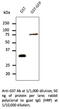 Glutathione-S-Transferase Tag antibody, AB4750-500, SICGEN, Western Blot image 