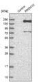 PR/SET Domain 10 antibody, NBP1-81427, Novus Biologicals, Western Blot image 