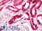 Bone Morphogenetic Protein 8b antibody, LS-B11365, Lifespan Biosciences, Immunohistochemistry paraffin image 