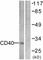 CD40 Molecule antibody, ab58391, Abcam, Western Blot image 
