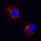 Interleukin 18 antibody, AF2924, R&D Systems, Immunofluorescence image 