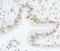 Coactivator Associated Arginine Methyltransferase 1 antibody, NB200-342, Novus Biologicals, Immunohistochemistry frozen image 