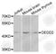Death Effector Domain Containing 2 antibody, A8281, ABclonal Technology, Western Blot image 