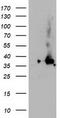 Nudix Hydrolase 18 antibody, TA503847S, Origene, Western Blot image 