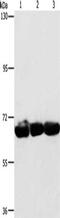 Cytoskeleton Associated Protein 4 antibody, CSB-PA378255, Cusabio, Western Blot image 