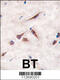 ES Cell Expressed Ras antibody, 57-927, ProSci, Immunohistochemistry paraffin image 