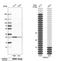 GrpE Like 1, Mitochondrial antibody, NBP1-83557, Novus Biologicals, Western Blot image 