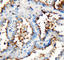 Prominin 1 antibody, PA1217, Boster Biological Technology, Immunohistochemistry frozen image 