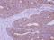 Phospholipase A2 Group XIIA antibody, NBP2-19808, Novus Biologicals, Immunohistochemistry frozen image 