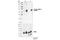 Protein Kinase AMP-Activated Catalytic Subunit Alpha 1 antibody, 4184S, Cell Signaling Technology, Western Blot image 