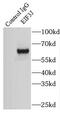 Eukaryotic Translation Initiation Factor 3 Subunit J antibody, FNab02711, FineTest, Immunoprecipitation image 