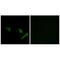 Autophagy Related 4A Cysteine Peptidase antibody, A06539-1, Boster Biological Technology, Immunohistochemistry frozen image 