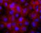  antibody, NBP2-67283, Novus Biologicals, Immunofluorescence image 