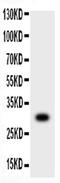 Matrix Metallopeptidase 7 antibody, PA5-79686, Invitrogen Antibodies, Western Blot image 