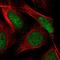 SH3 Domain Containing Ring Finger 3 antibody, NBP2-31028, Novus Biologicals, Immunofluorescence image 