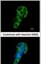 Polymeric Immunoglobulin Receptor antibody, PA5-22096, Invitrogen Antibodies, Immunofluorescence image 