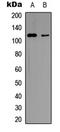 Vinculin antibody, LS-C358386, Lifespan Biosciences, Western Blot image 