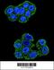 Cytochrome b-c1 complex subunit Rieske, mitochondrial antibody, 55-968, ProSci, Immunofluorescence image 