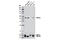 Glycogen Synthase Kinase 3 Beta antibody, 9832S, Cell Signaling Technology, Western Blot image 