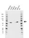 Transcription Factor 4 antibody, VMA00631, Bio-Rad (formerly AbD Serotec) , Western Blot image 