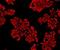 Ubiquitin Specific Peptidase 40 antibody, orb378440, Biorbyt, Immunofluorescence image 