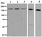 Mannose Receptor C-Type 1 antibody, ab125028, Abcam, Western Blot image 