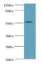 StAR Related Lipid Transfer Domain Containing 3 antibody, LS-C377435, Lifespan Biosciences, Western Blot image 