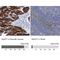 PTB domain-containing engulfment adapter protein 1 antibody, NBP1-84553, Novus Biologicals, Immunohistochemistry paraffin image 