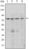PR/SET Domain 1 antibody, abx011375, Abbexa, Enzyme Linked Immunosorbent Assay image 