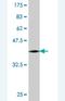 Dynamin Binding Protein antibody, H00023268-M01, Novus Biologicals, Western Blot image 