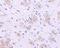 Kelch Like Family Member 1 antibody, A11010-1, Boster Biological Technology, Immunohistochemistry frozen image 