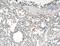 Interleukin 36 Beta antibody, 18043-1-AP, Proteintech Group, Immunohistochemistry frozen image 