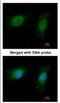 NME/NM23 Nucleoside Diphosphate Kinase 1 antibody, NBP2-19549, Novus Biologicals, Immunocytochemistry image 