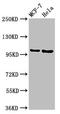 Nucleoporin 98 antibody, LS-C674962, Lifespan Biosciences, Western Blot image 