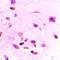 Interferon Regulatory Factor 2 antibody, orb412116, Biorbyt, Immunohistochemistry paraffin image 