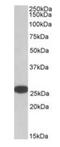 RAN Binding Protein 1 antibody, orb18812, Biorbyt, Western Blot image 