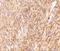 Tripartite motif-containing protein 30 antibody, NBP2-41087, Novus Biologicals, Immunohistochemistry frozen image 