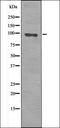 Forkhead Box O3 antibody, orb335784, Biorbyt, Western Blot image 