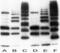 Polyubiquitin-B antibody, BML-PW8810-0500, Enzo Life Sciences, Western Blot image 