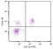 Interleukin 2 Receptor Subunit Beta antibody, 99-061, ProSci, Immunohistochemistry frozen image 