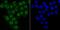 Matrin 3 antibody, NBP2-75567, Novus Biologicals, Immunocytochemistry image 